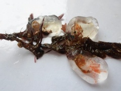 Sjøpunger og sekkedyr (Ascidiacea)