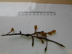 Grisetang (Ascophyllum nodosum)