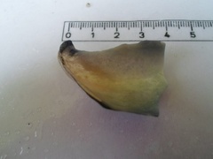 Blåskjell (Mytilus edulis)