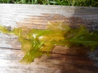 Havsalat (Ulva lactuca)