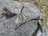 Blæretang (Fucus vesiculosus)