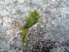 Sea grass (Ulva intestinalis)