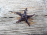 Sjøstjerner (Asteroidea)