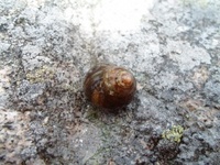 Storstrandsnegl (Littorina littorea)