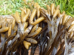 Kaurtang (Fucus spiralis)