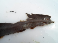 Bryozoans (Bryozoa)
