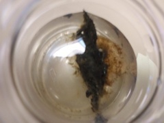 Sea cucumbers (Holothuroidea)