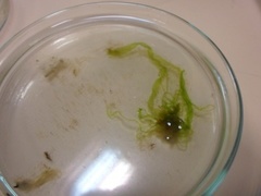 Sea grass (Ulva intestinalis)