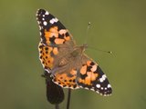 Tistelsommerfugl (Vanessa cardui)