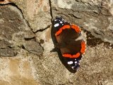 Admiral (Vanessa atalanta)