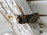 Høstspinner (Poecilocampa populi)