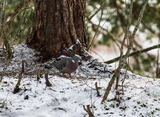 Ringdue (Columba palumbus)