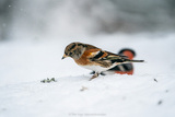 Bjørkefink (Fringilla montifringilla)