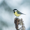 Kjøttmeis (Parus major)