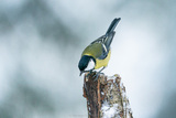 Kjøttmeis (Parus major)