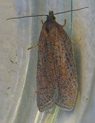 Punktflatvikler (Acleris lipsiana)