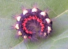 Blågrått kveldfly (Acronicta euphorbiae)