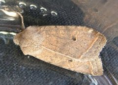 Yellow-line Quaker (Agrochola macilenta)