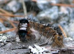 Pine Lappet (Dendrolimus pini)