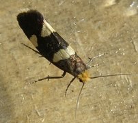 Currant-shoot Borer (Lampronia capitella)