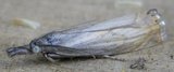 Årenebbmott (Chrysoteuchia culmella)