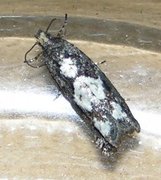 White-blotch Bell (Epinotia trigonella)
