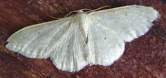 Bueengmåler (Idaea straminata)