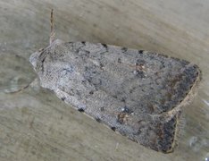 Pale Mottled Willow (Caradrina clavipalpis)