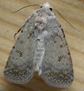 Pale Mottled Willow (Caradrina clavipalpis)