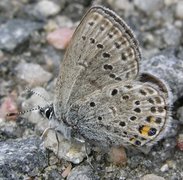 Cranberry Blue (Plebejus optilete)