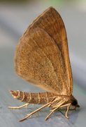 Brun bakkemåler (Scotopteryx chenopodiata)