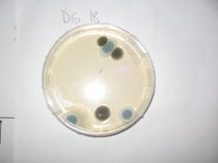 Penicillium