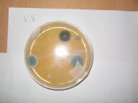 Penicillium