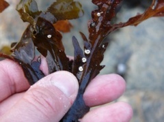 Posthornmark (Spirorbis sp.)