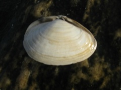 Vanlig sandskjell (Mya arenaria)