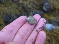 Nettsnegl (Nassarius sp.)