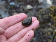 Buttstrandsnegl (Littorina obtusata)