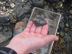 Dab (Limanda limanda)