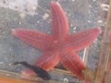 Vanlig korstroll (Asterias rubens)