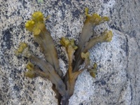 Kaurtang (Fucus spiralis)