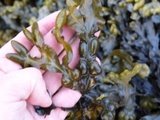 Blæretang (Fucus vesiculosus)