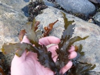 Sagtang (Fucus serratus)