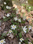 Hvitveis (Anemone nemorosa)