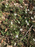 Hvitveis (Anemone nemorosa)