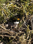 Bumble-bee (Bombus)
