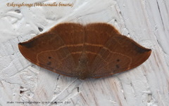 Oak Hook-tip (Watsonalla binaria)