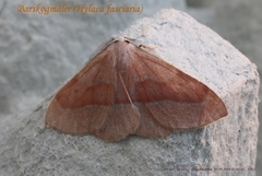 Barskogmåler (Hylaea fasciaria)