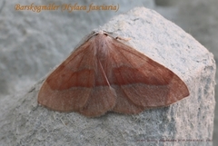 Barred Red (Hylaea fasciaria)