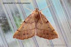 Feathered Thorn (Colotois pennaria)