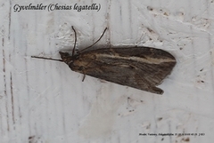 Gyvelmåler (Chesias legatella)